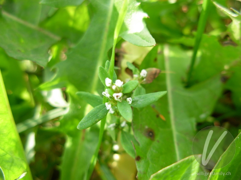 Vogel-Knöterich: Blüten, Blätter