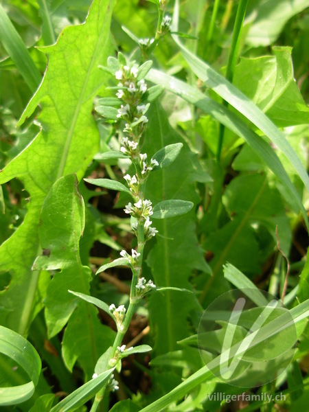Vogel-Knöterich: Gesamtbild
