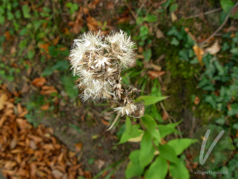 Nesselblättrige Glockenblume: Früchte