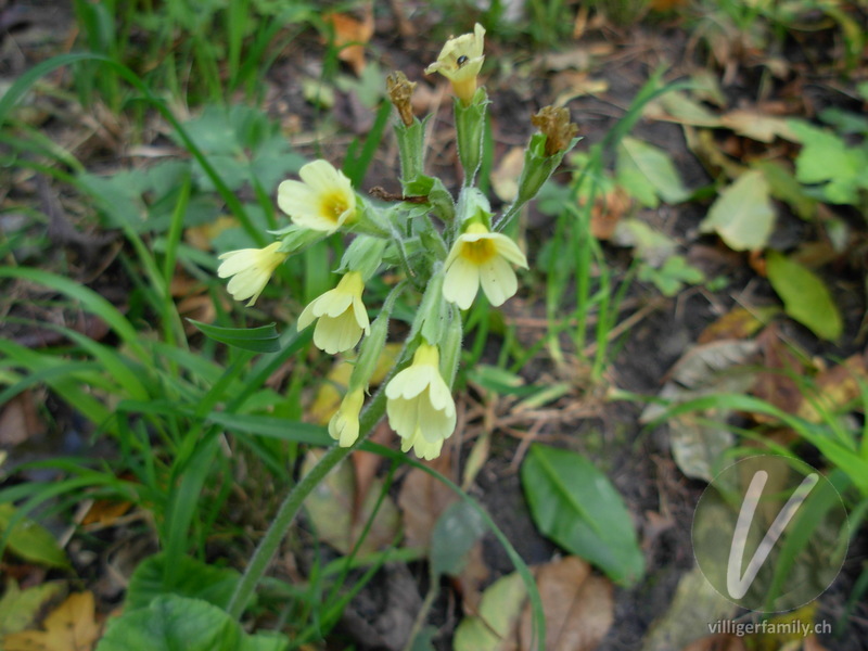 Wald-Schlüsselblume: Blüten