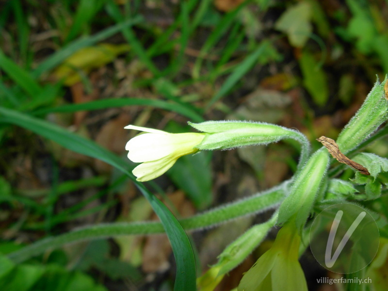 Wald-Schlüsselblume: Blüten