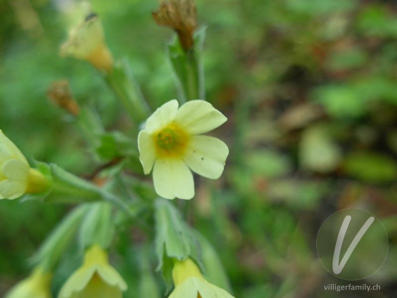 Wald-Schlüsselblume: Blüten