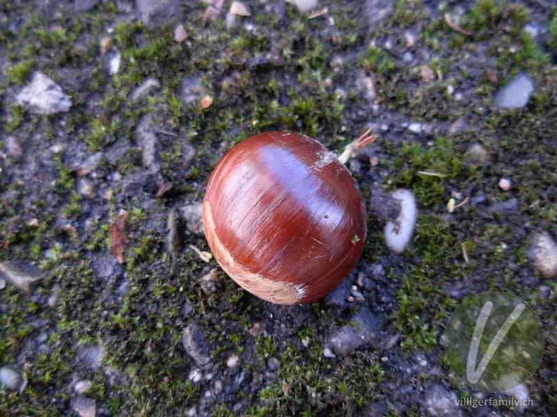Edel-Kastanie: Früchte