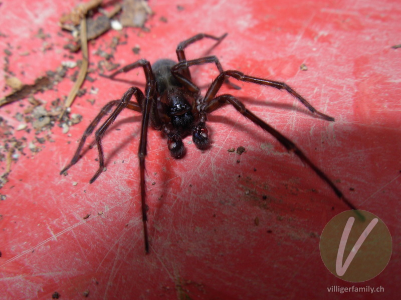 Hausspinne: 