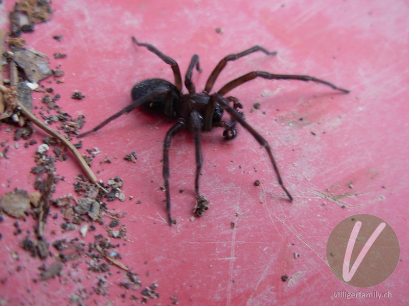 Hausspinne: 