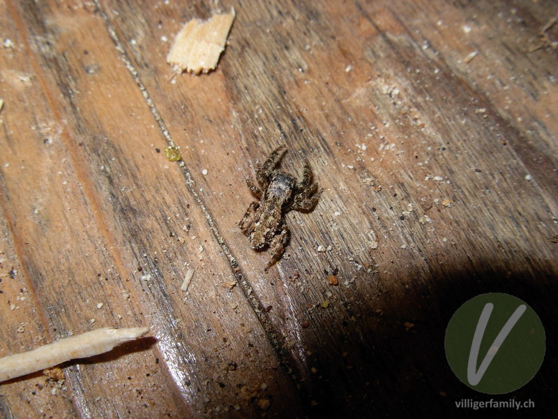 Rinden-Springspinne: 