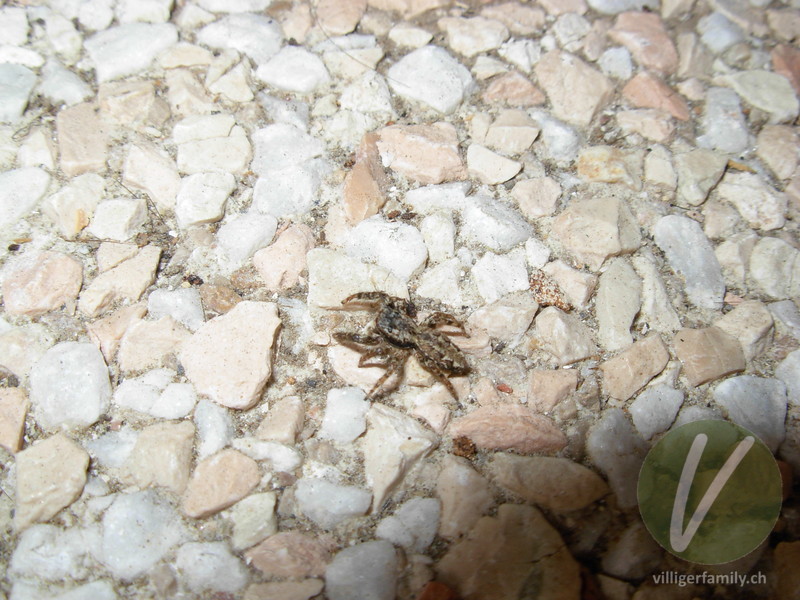 Rinden-Springspinne: 