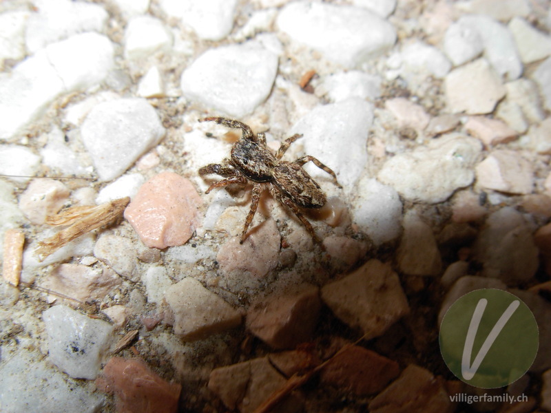 Rinden-Springspinne: 