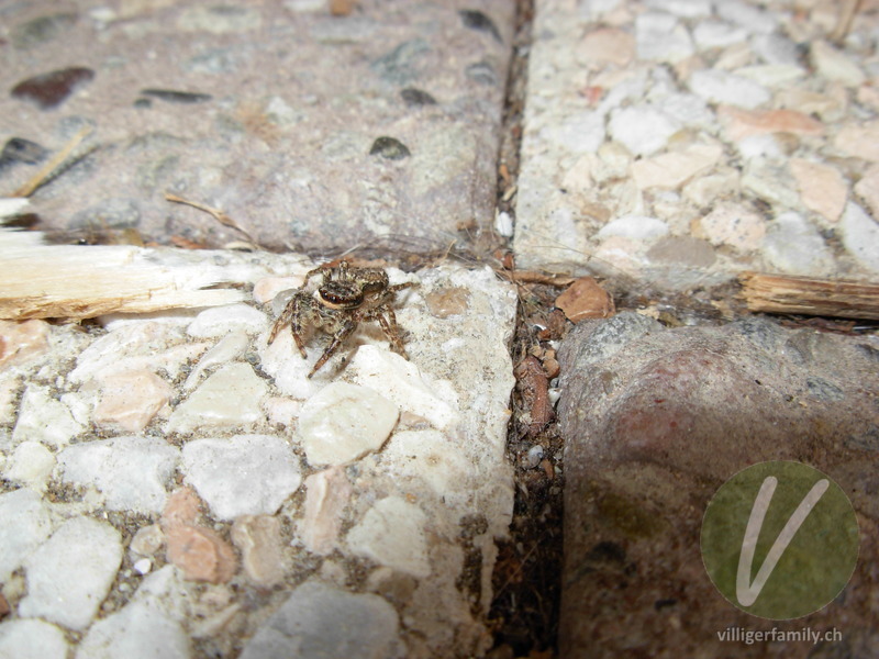 Rinden-Springspinne: 