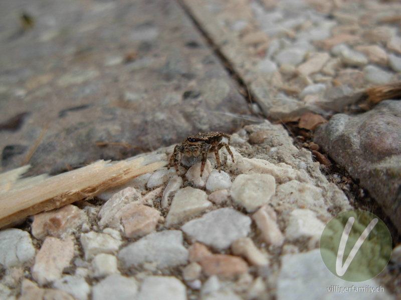 Rinden-Springspinne: 