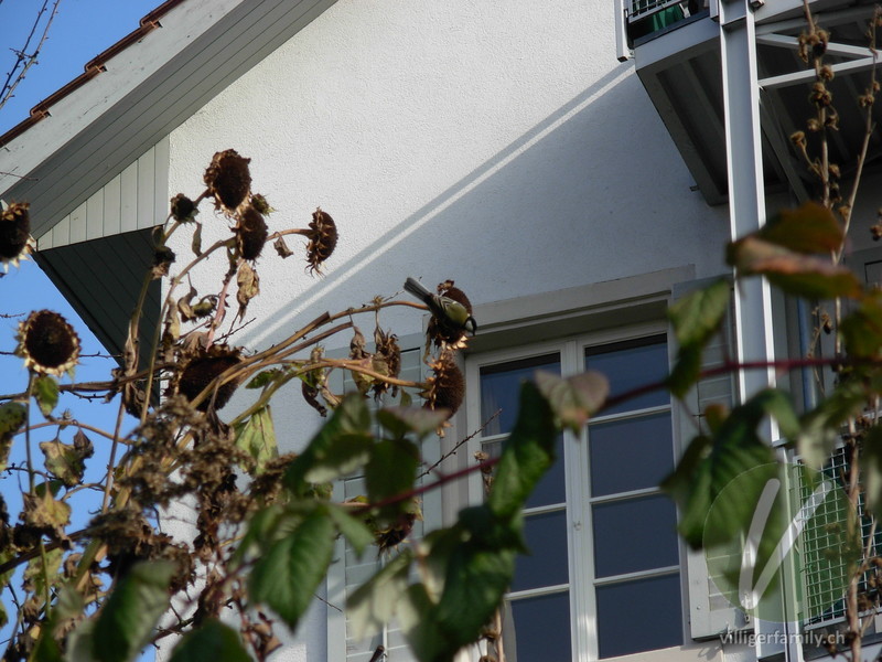 Kohlmeise: 