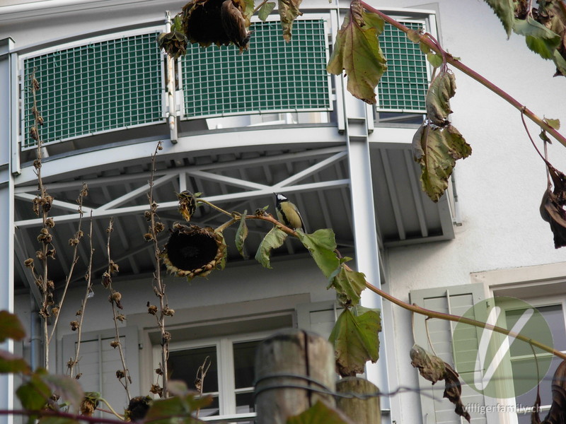 Kohlmeise: 