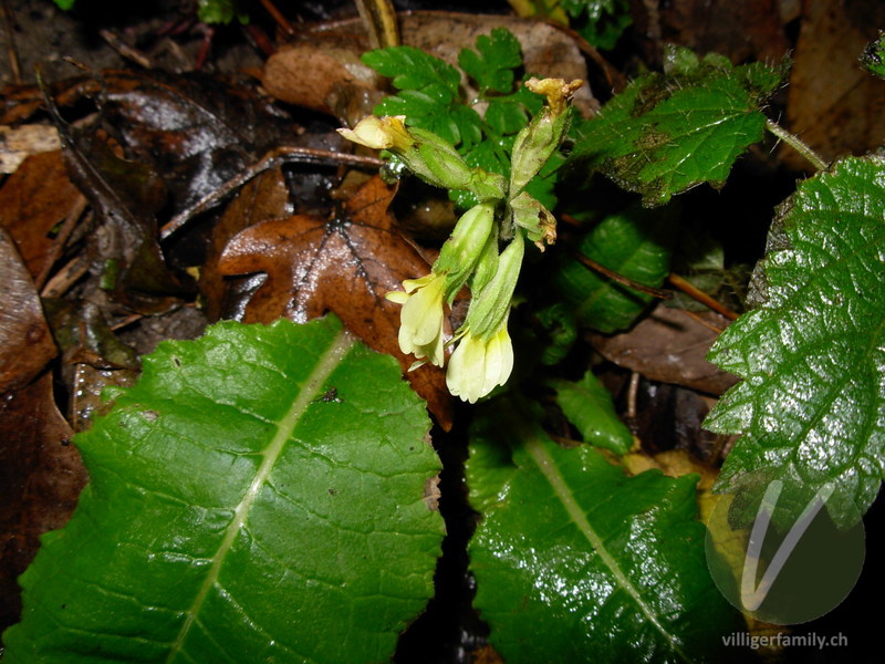 Wald-Schlüsselblume: Blüten