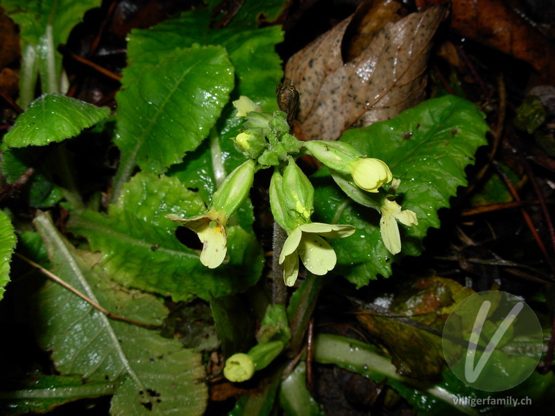 Wald-Schlüsselblume: Blüten