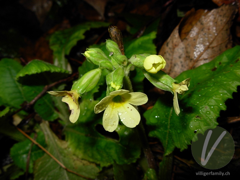 Wald-Schlüsselblume: Blüten