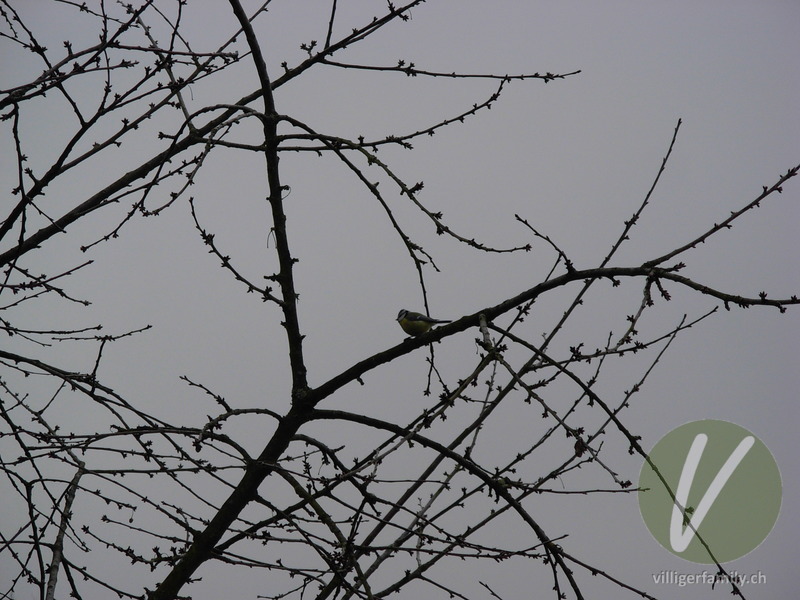 Blaumeise: 