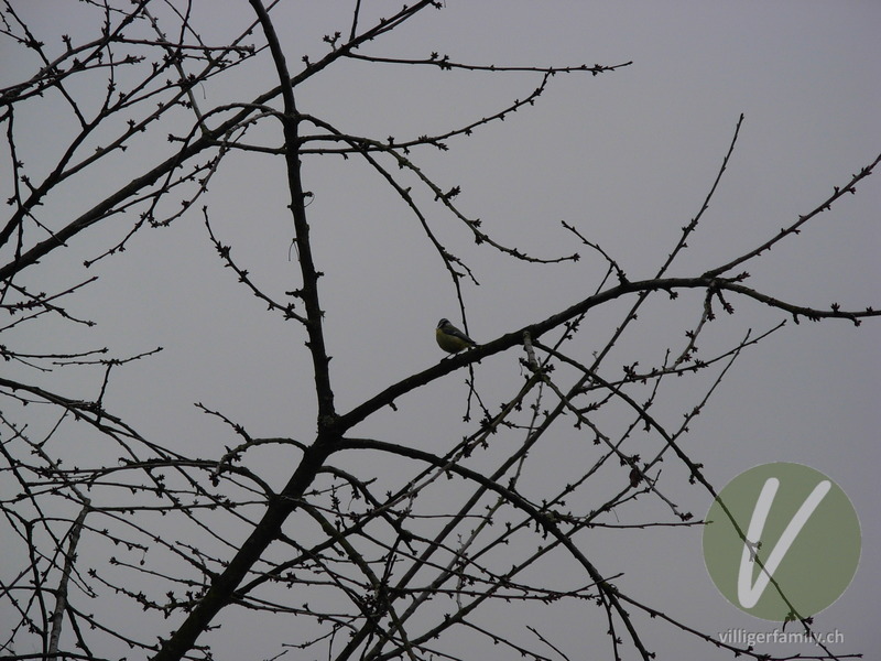 Blaumeise: 