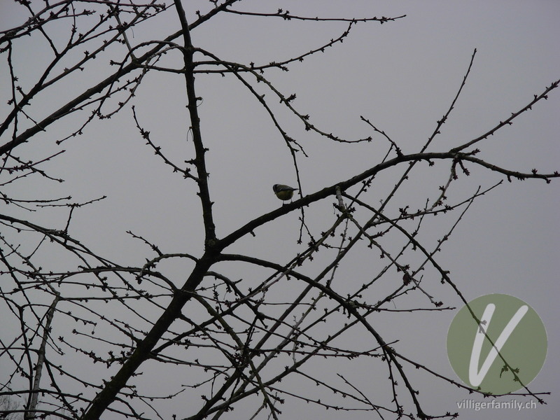 Blaumeise: 