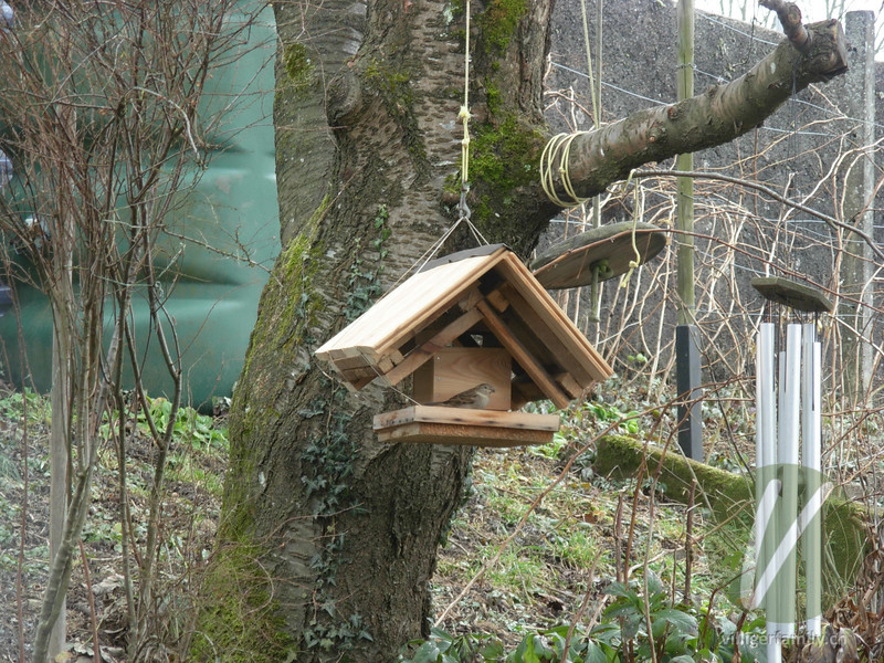 Haussperling: 