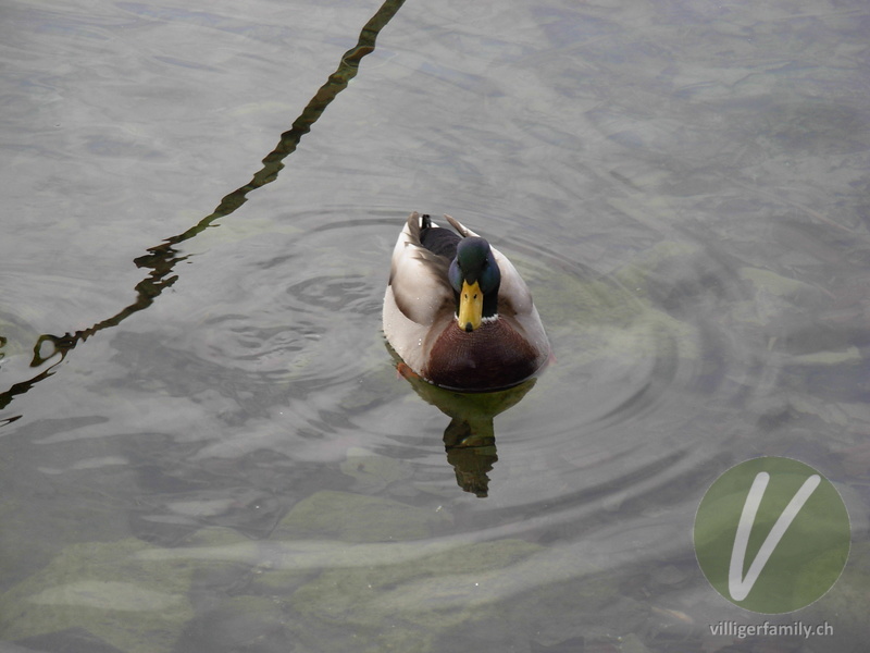 Stockente: 