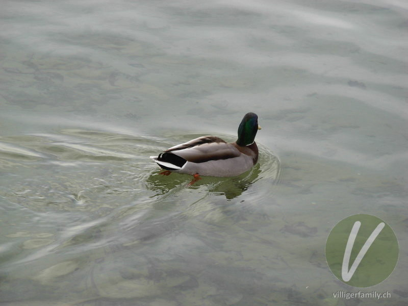 Stockente: 