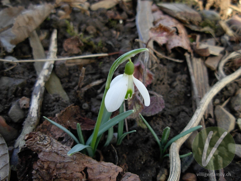 Schneeglöckchen: Blüten