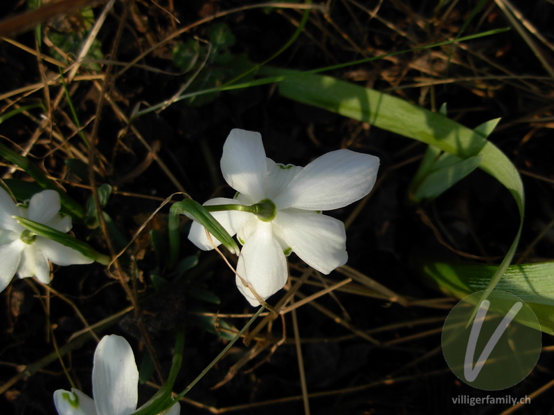 Schneeglöckchen: Blüten