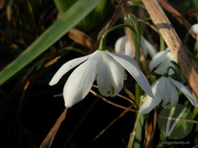 Schneeglöckchen: Blüten