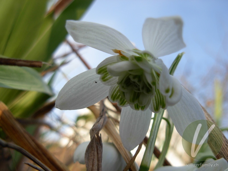 Schneeglöckchen: Blüten