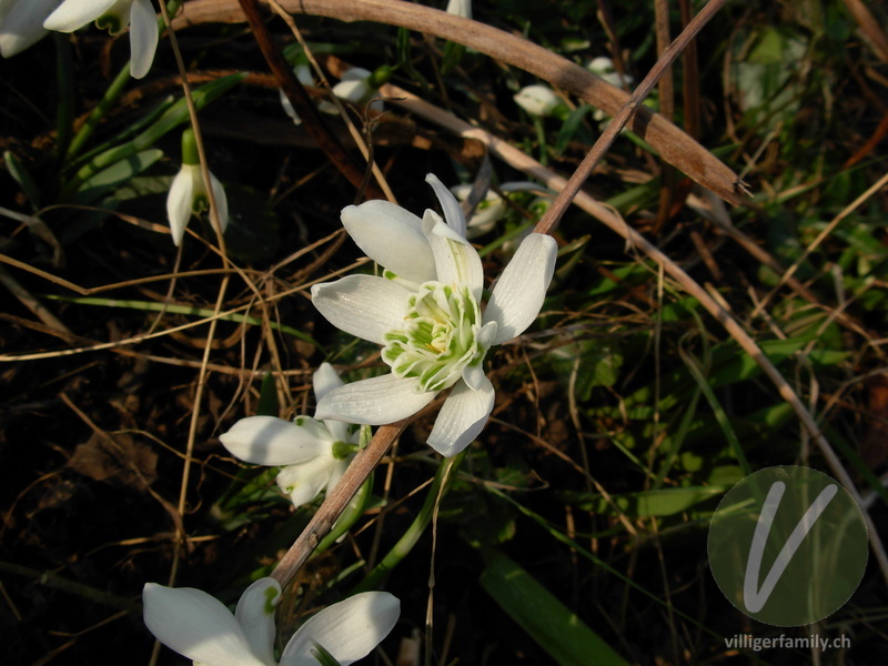Schneeglöckchen: Blüten