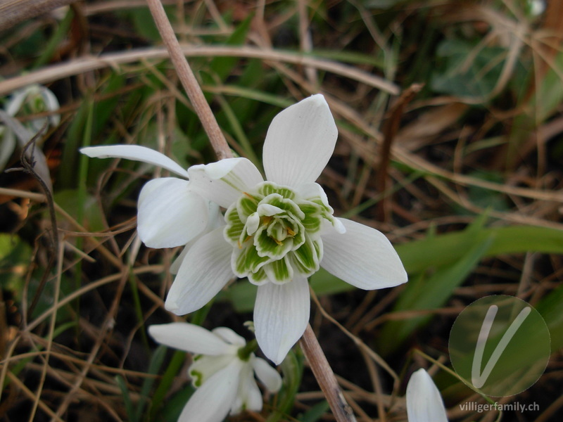 Schneeglöckchen: Blüten