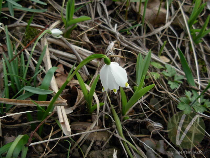 Märzenglöckchen: Blüten, Gesamtbild