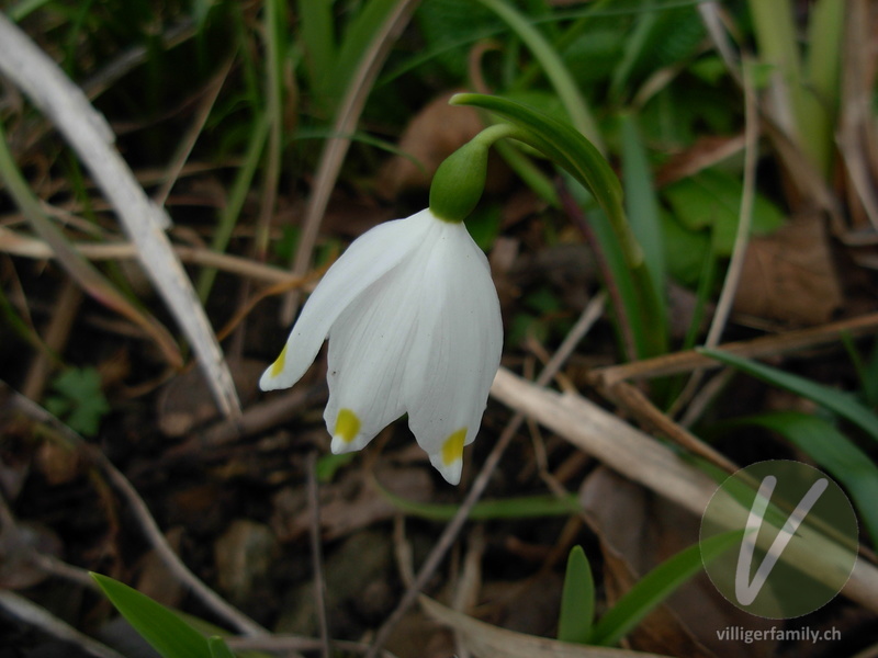 Märzenglöckchen: Blüten