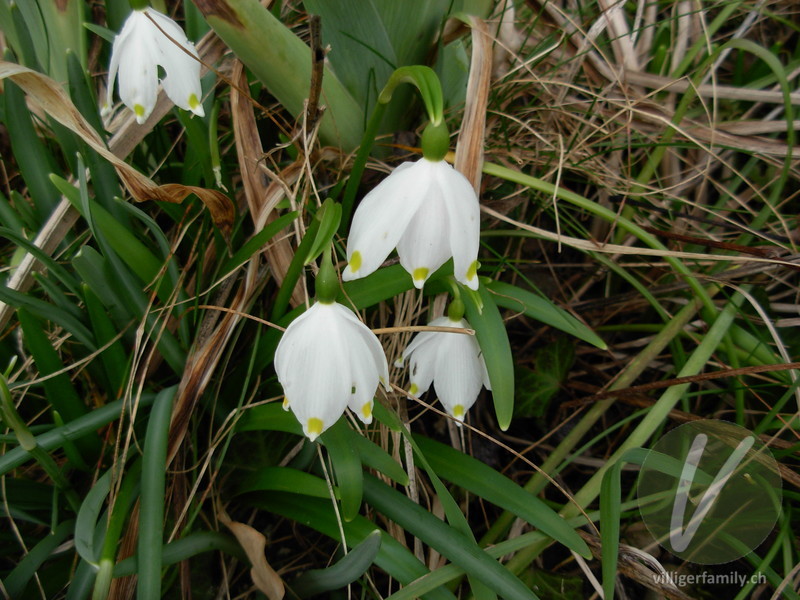 Märzenglöckchen: Blüten