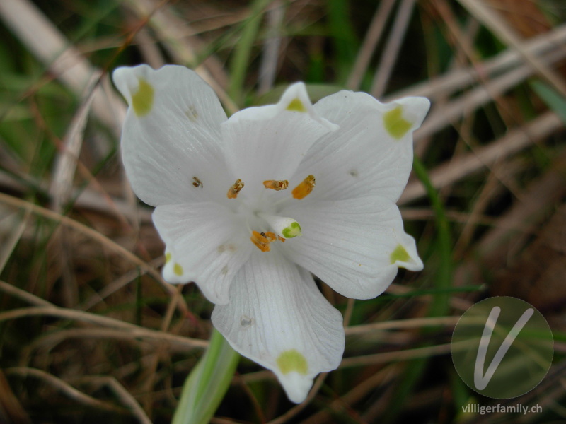 Märzenglöckchen: Blüten
