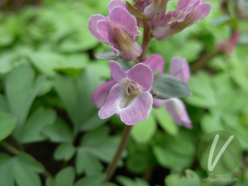 Hohlknolliger Lerchensporn: Blüten