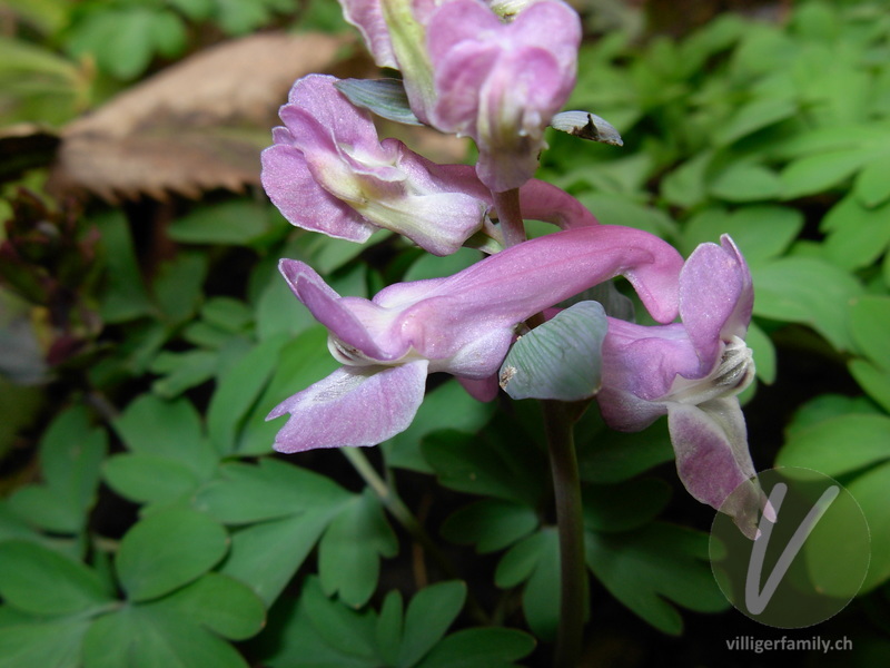 Hohlknolliger Lerchensporn: Blüten