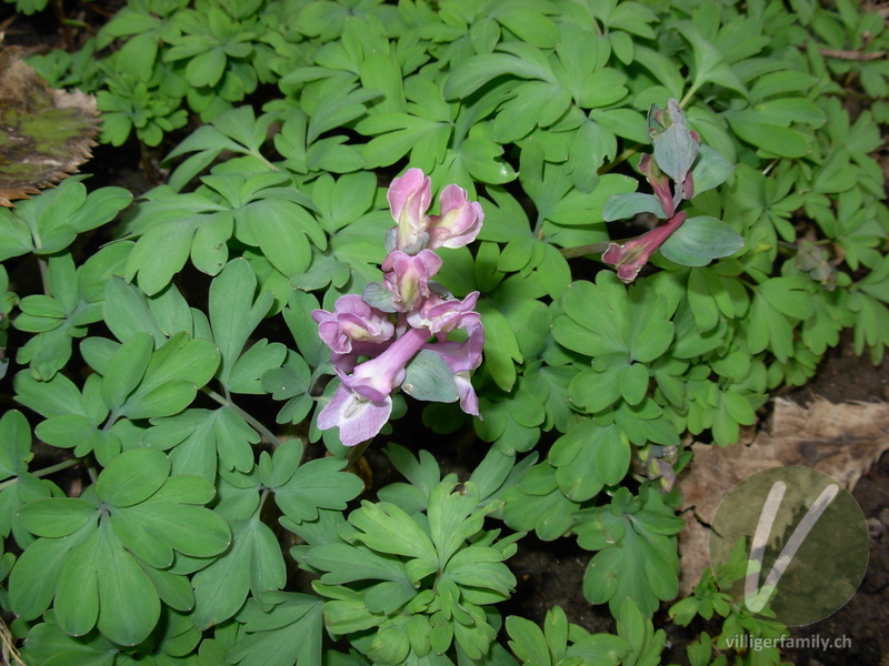 Hohlknolliger Lerchensporn: Blüten, Gesamtbild