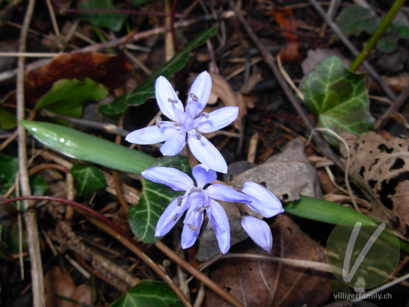 Zweiblättriger Blaustern: Blüten