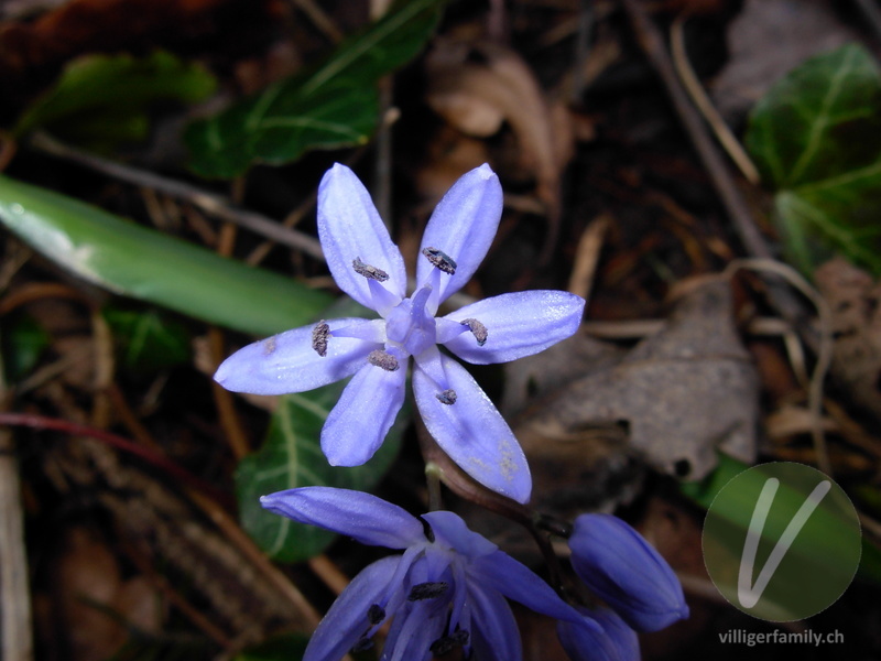 Zweiblättriger Blaustern: Blüten