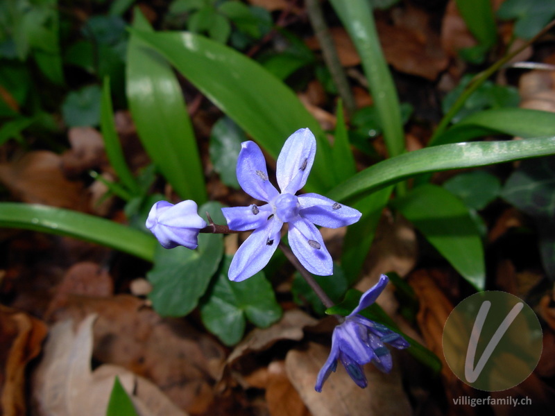 Zweiblättriger Blaustern: Blüten