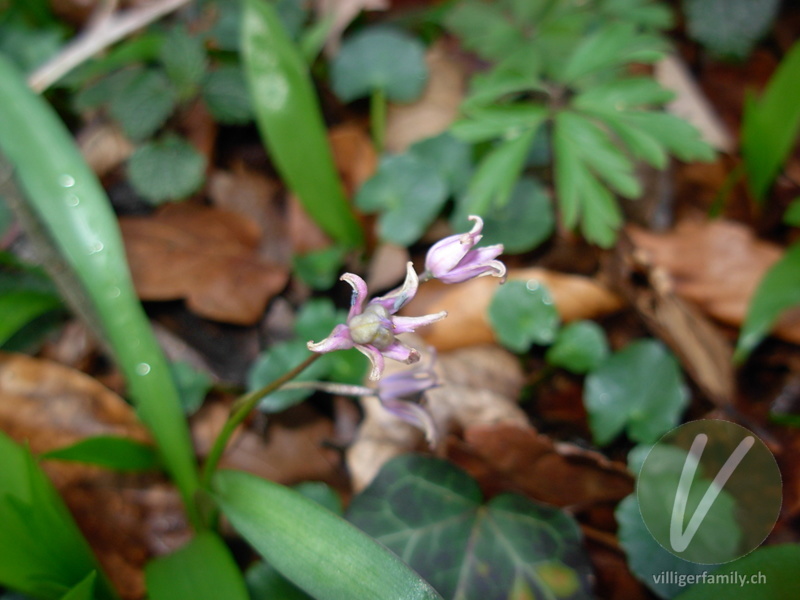 Zweiblättriger Blaustern: Früchte