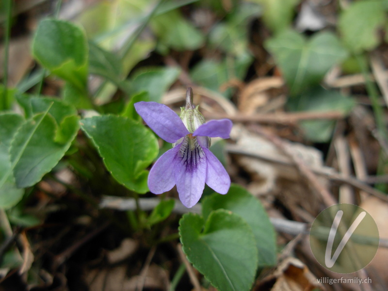 Wald-Veilchen: Blüten