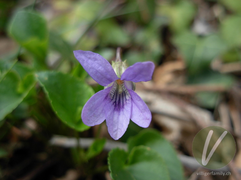 Wald-Veilchen: Blüten