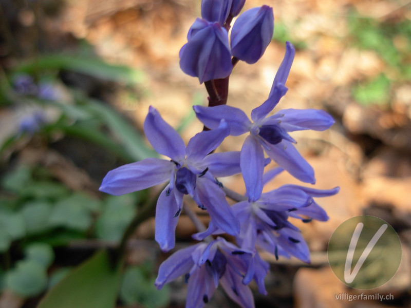 Zweiblättriger Blaustern: Blüten