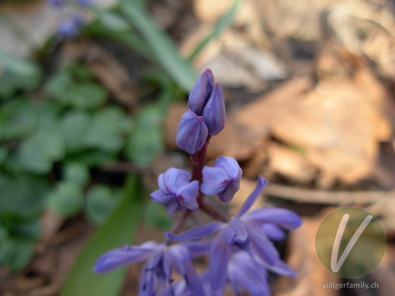 Zweiblättriger Blaustern: Blüten