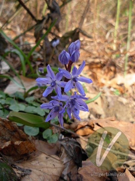 Zweiblättriger Blaustern: Blüten