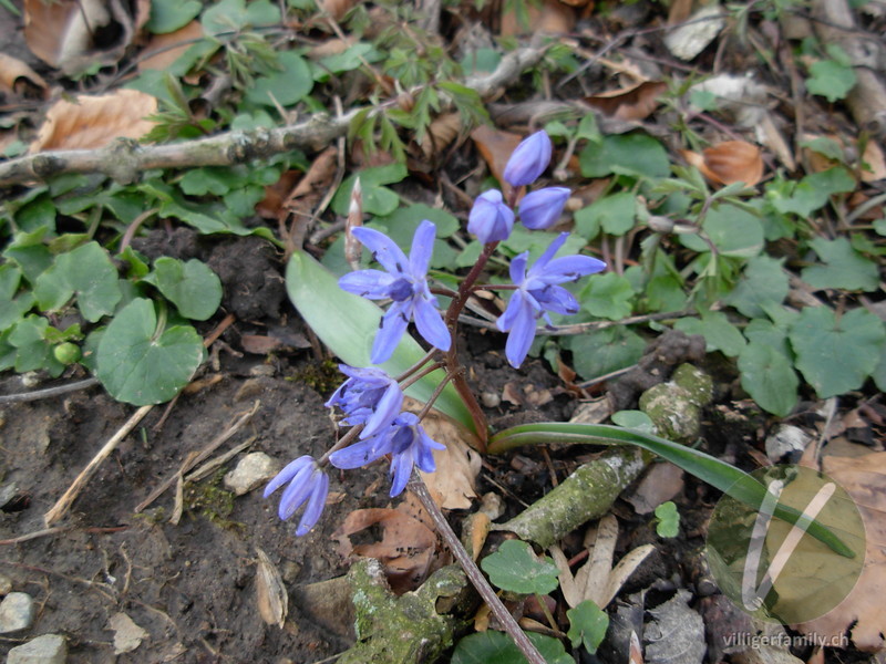 Zweiblättriger Blaustern: Blüten, Blätter, Gesamtbild
