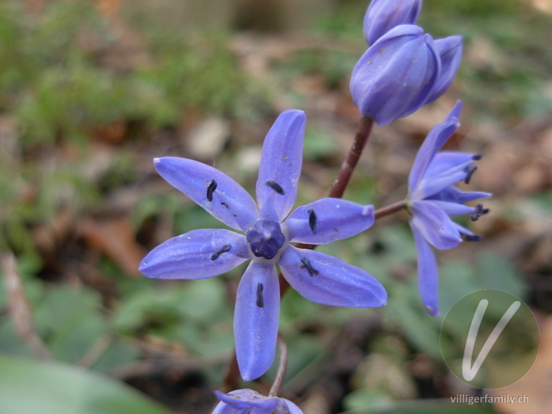 Zweiblättriger Blaustern: Blüten