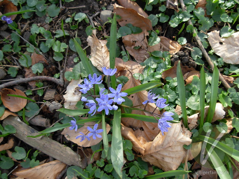 Zweiblättriger Blaustern: Blüten, Blätter, Gesamtbild
